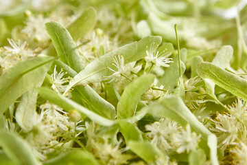 Fototapeta premium Linden flowers as a background