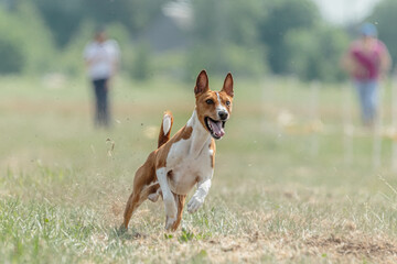 Basenji running qualification for lure coursing championship