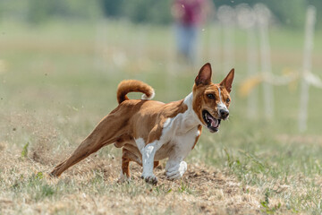 Basenji running qualification for lure coursing championship