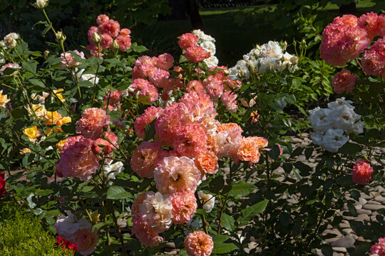 image of beautiful flowers in the park close-up