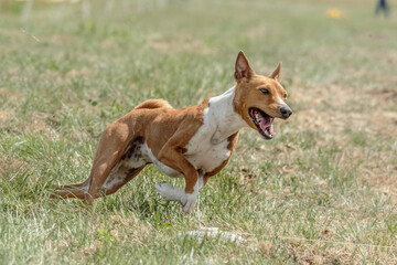 Naklejka na ściany i meble Basenji dog training coursing runs across the field