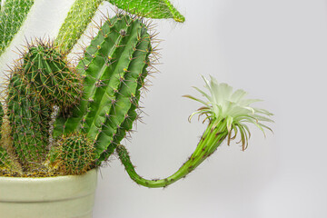 Blooming cactus with a large beautiful flower.