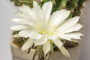 Blooming cactus with a large beautiful flower.