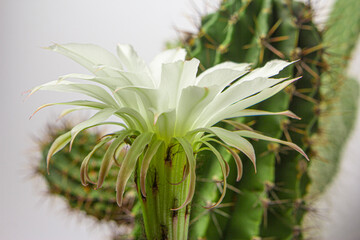 Blooming cactus with a large beautiful flower.