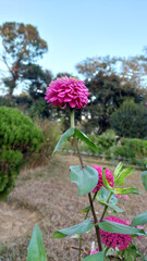 Pink daisy flower in the garden.