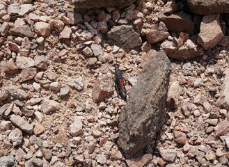 Poekilocerus bufonius vittatus, the toxic desert grasshopper