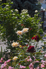image of beautiful flowers in the park close-up