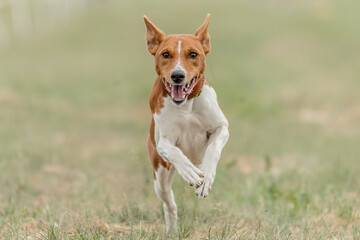 Basenji dog running lure coursing competition on field