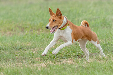 Basenji dog running lure coursing competition on field