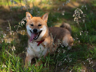Shiba Inu breed dog beautiful photo in nature.