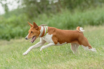 Basenji dog running lure coursing competition on field