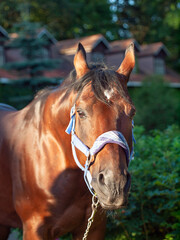 portrait of wonderful breed Trakehner stallion posing against stable building