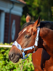 portrait of wonderful breed Trakehner stallion posing against stable building
