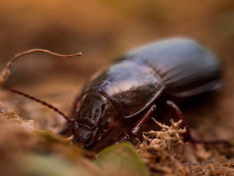 beetle moving