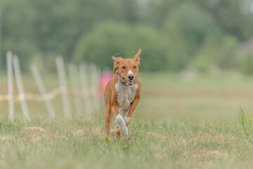Basenji dog running lure coursing competition on field