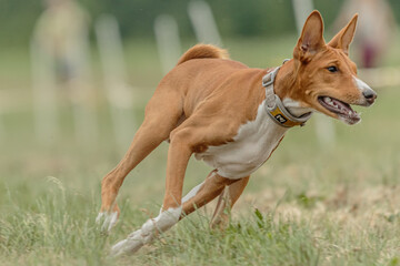 Basenji dog running lure coursing competition on field