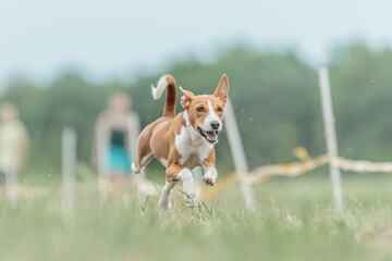 Basenji dog running lure coursing competition on field