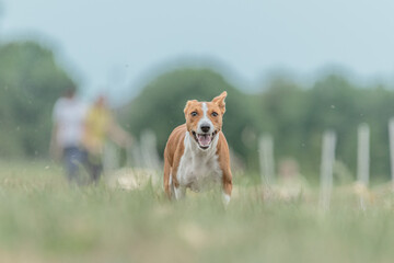 Basenji dog running lure coursing competition on field