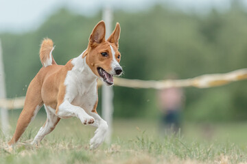 Naklejka na ściany i meble Basenji dog running lure coursing competition on field