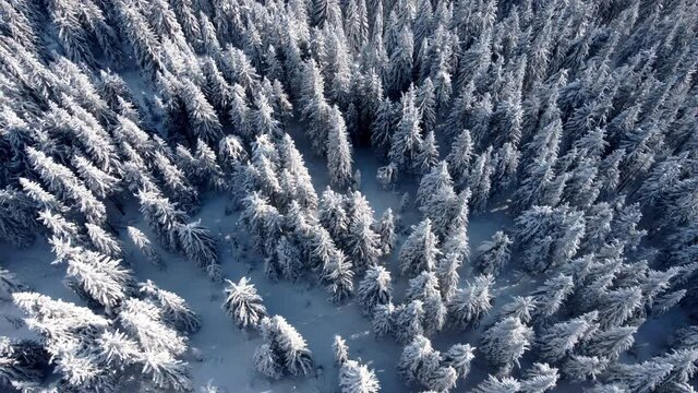 Droneshot aerial view of the winter firtree forest covered with snow