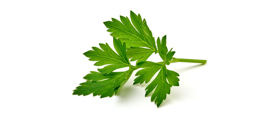 Fresh parsley, isolated on a white background. High resolution image.