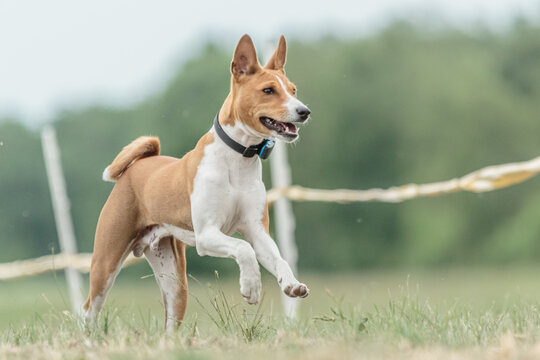 basenji puppy first time running on dog sport competition