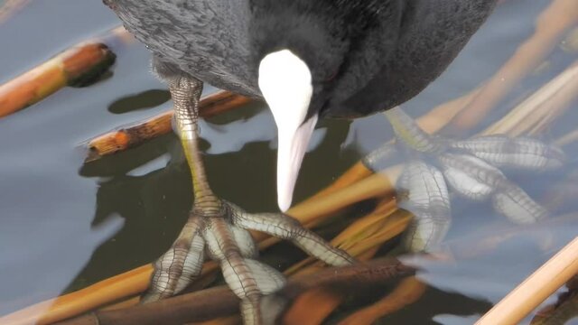 Black eurasian coot duck bird perching on reeds on the water surface.Fulica atra, also known as the common coot, or Australian coot, is a member of the rail and crake bird family, the Rallidae. 4K