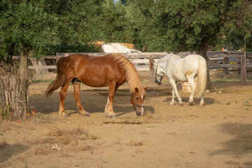Naklejka na ściany i meble Two horses In a corral at the ranch
