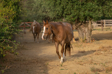 Obraz na płótnie Canvas Horses In a corral at the ranch