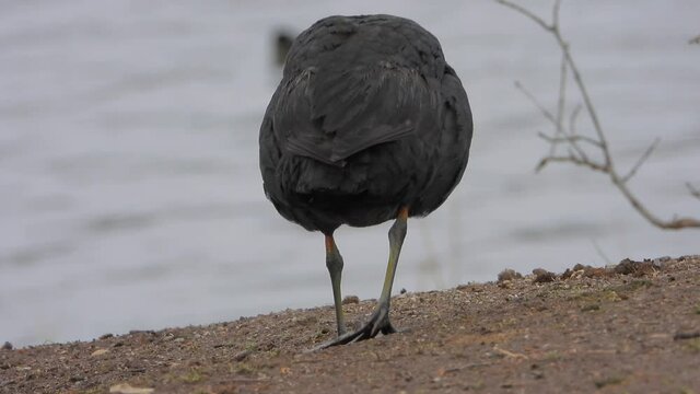 Big-footed black Eurasian Coot waterfowl walking on land.Fulica atra, also known as the common coot, or Australian coot, is a member of the rail and crake bird family, the Rallidae.foot feet leg 4K