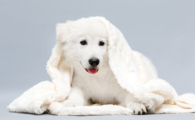 white puppy in a fluffy blanket