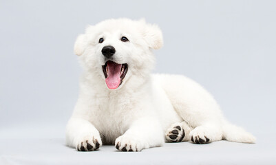 white puppy with open mouth in studio