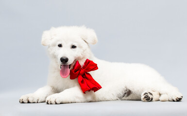 white puppy and red bow in studio