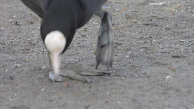 Big-footed black Eurasian Coot waterfowl walking on land.Fulica atra, also known as the common coot, or Australian coot, is a member of the rail and crake bird family, the Rallidae.foot feet leg 4K