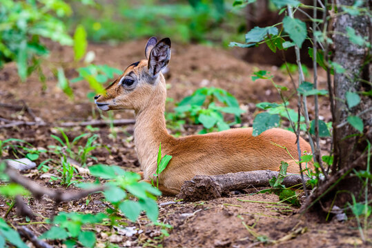 The impala is the most common animal to see in the Kruger park in South Africa.