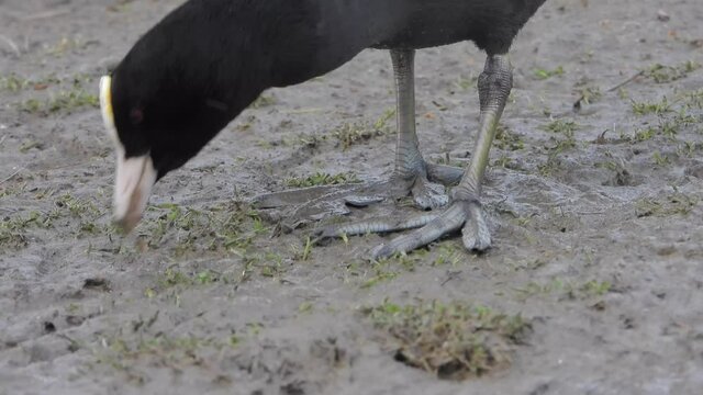Big-footed black Eurasian Coot waterfowl walking on land.Fulica atra, also known as the common coot, or Australian coot, is a member of the rail and crake bird family, the Rallidae.foot feet leg 4K