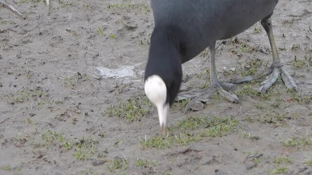 Big-footed black Eurasian Coot waterfowl walking on land.Fulica atra, also known as the common coot, or Australian coot, is a member of the rail and crake bird family, the Rallidae.foot feet leg 4K