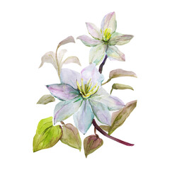 Watercolor white flowers.Image on white and colored background.