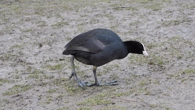 Big-footed black Eurasian Coot waterfowl walking on land.Fulica atra, also known as the common coot, or Australian coot, is a member of the rail and crake bird family, the Rallidae.foot feet leg 4K