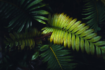 Dark fern leaves in the tropical rainy season