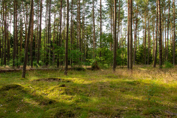 leśna polana © Grzegorz