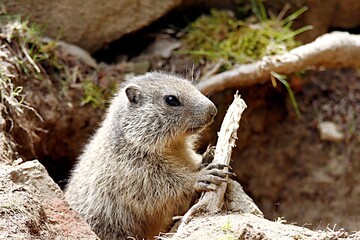 marmotte
