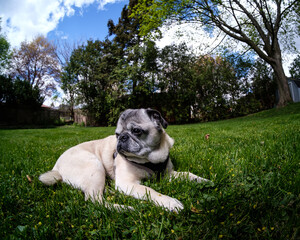 pug on the grass