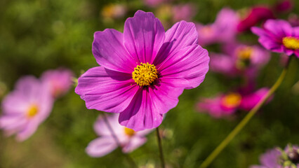 Obraz premium コスモス畑と青空