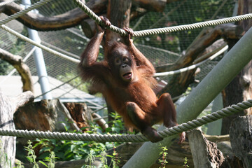 Brown orangutan hanging on a rope in a zoo © Olivia Britten/Wirestock