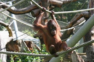 Brown orangutan hanging on a rope in a zoo