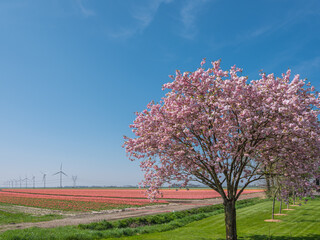 Naklejka na ściany i meble Tulipfields Flevoland Province, The Netherlands