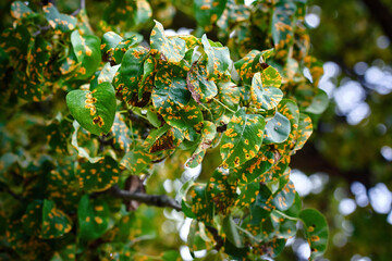 Pear rust on leaves macro, fruit tree infected with fungus, yellow rust. Fruit plant disease. Pear...