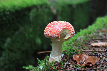 Petite découverte...