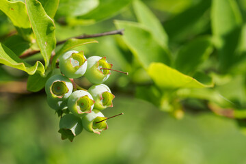 Unripe berries of blueberry bush with green leaves.